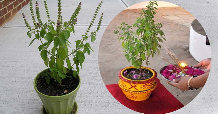 आज हरिशयनी एकादशी, घर-घरमा तुलसीको बिरुवा रोपिँदै