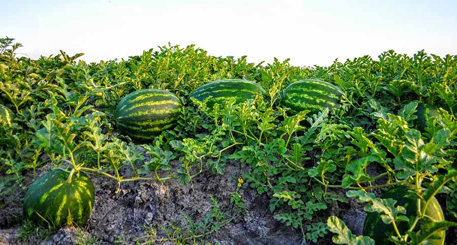 बगर खेतीबाट आत्मनिर्भर बन्दै राप्तीका किसान